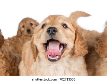 Labradoodle Puppy