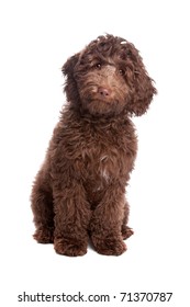 Labradoodle Puppy