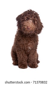 Labradoodle Puppy