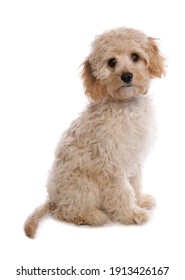 Labradoodle Puppy Isolated On A White Background