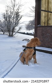 labradoodle puppy playing in the fresh snow