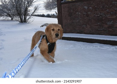labradoodle puppy playing in the fresh snow