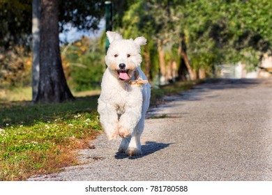 Labradoodle Running Park
