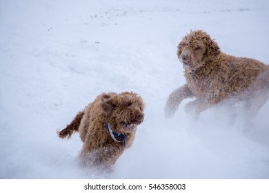 Labradoodle Snow #2