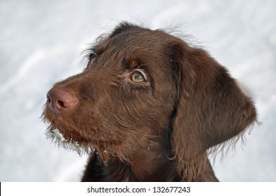 Labradoodle In Snow