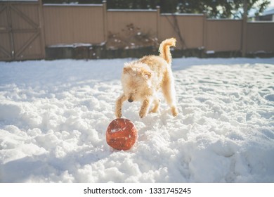 Labradoodle In The Snow