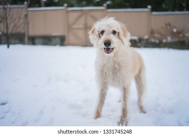 Labradoodle In The Snow