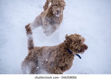 Labradoodle Snow 