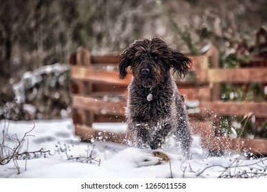 Labradoodle Springing Out Of Snow