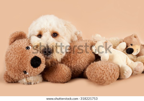 labradoodle teddy