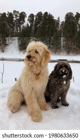 Labradoodles On A Winter Walk