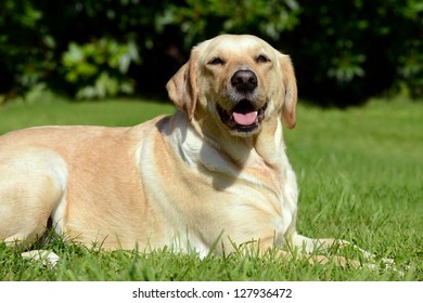 Labrador - Shutterstock ID 127936472