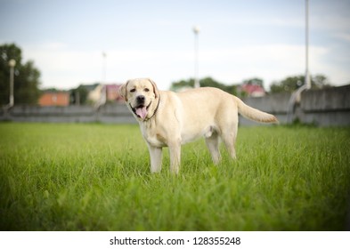 Labrador.