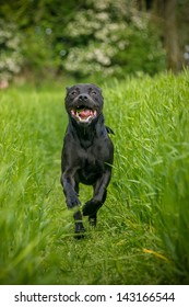 Labrador