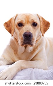 labrador