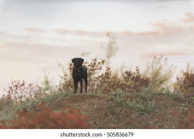 labrador