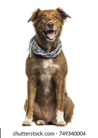 Labrador Australian Shepherd Crossbreed Dog, Panting Isolated On White