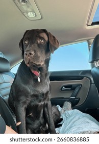 Labrador in the back seets