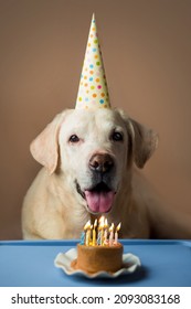 Labrador.
Birthday Dog ​​with Cake And Candles. Birthday Candles For The Dog. Birthday Of The Dog. Birthday Present For The Dog. Holiday At The Labrador.
Labrador With Cake And Candles. Canned Food