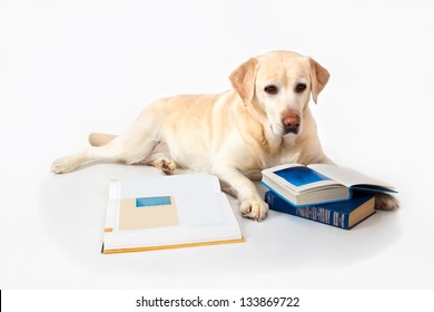 Labrador Books On White Background Stock Photo 133869722 | Shutterstock