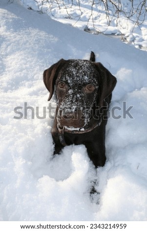 Similar – Image, Stock Photo trainee Winter Snow Animal