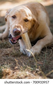 Labrador chewing bone - Shutterstock ID 700933957