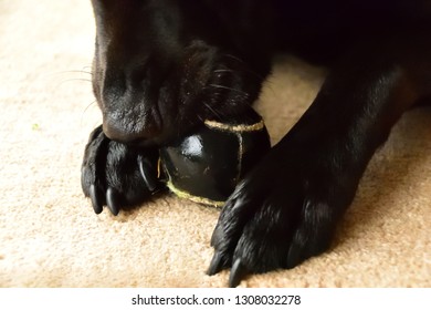 Labrador Chewing Tennis Ball - Powered by Shutterstock