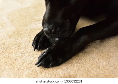 Labrador Chewing Tennis Ball - Powered by Shutterstock