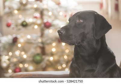 Labrador And Christmas Tree