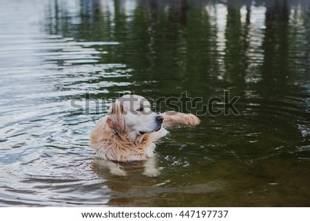 Similar – A white dog shakes water out of its fur at a lake.