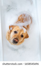 Labrador Cute Dog In A Bath With Foam. Top View Of A Dog Look Up. A Pet Dog Takes A Bath