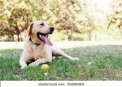 Labrador dog - Shutterstock ID 502060405