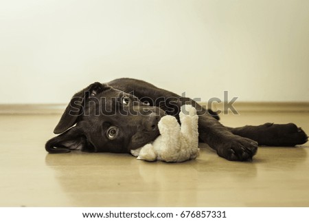 Similar – Image, Stock Photo friends for life Pelt