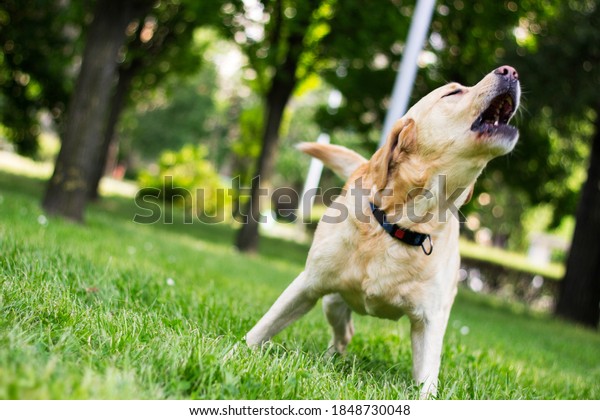 Labrador dog barking at city\
park