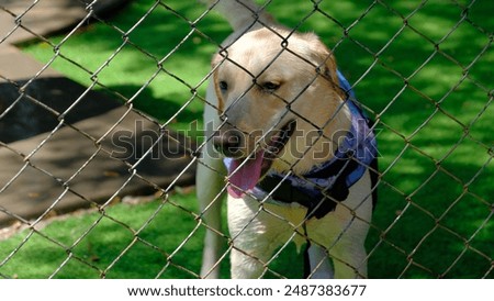 Labrador dog behind a chain-link fence in a sunny garden wearing a purple bandana, panting contentedly.