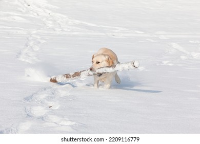 Labrador Dog Carries Bib Stick Throug The Snow