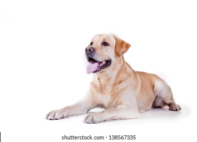 labrador dog in a chair - Powered by Shutterstock