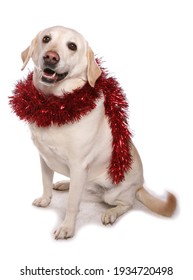 Labrador Dog With Christmas Tinsel Isolated On A White Background