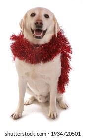 Labrador Dog With Christmas Tinsel Isolated On A White Background