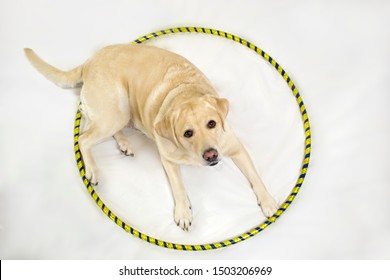 Labrador Dog Fitness Hula Hoop 