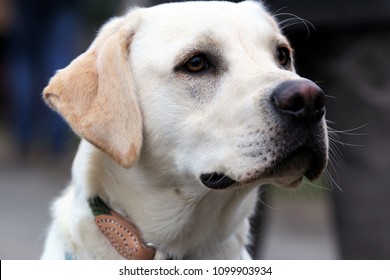 what is the oldest labrador retriever