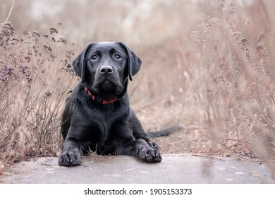 Labrador Dog Laying Down Between Brown Flowers, Looking At The Camera Relaxed. Black Lab. Labrador Retriever. 