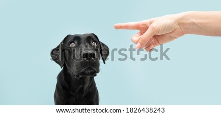 Labrador dog looking up giving you whale eye being punished by its owner with finger pointer it. Isolated on colored blue background. 