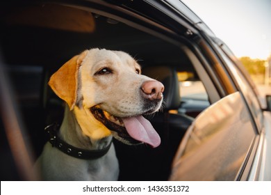 Labrador Dog looks out car window sunset summer. Concept animal travel road trip.