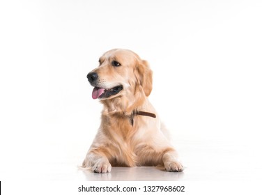 labrador dog on white background - Shutterstock ID 1327968602