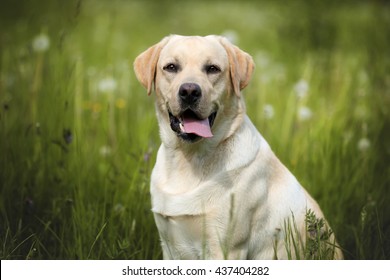 Labrador Dog Outdoors