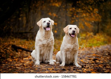 Labrador dog outdoors the autumn