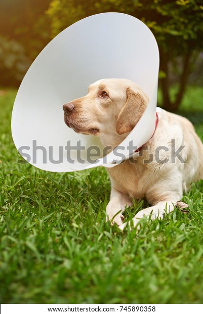 dog plastic head cone