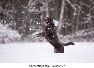 Labrador Dog Playing With Snow