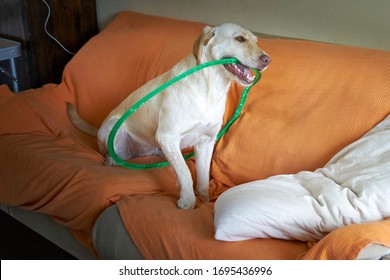 Labrador Dog Plays With A Green Hoop On An Orange Sofa